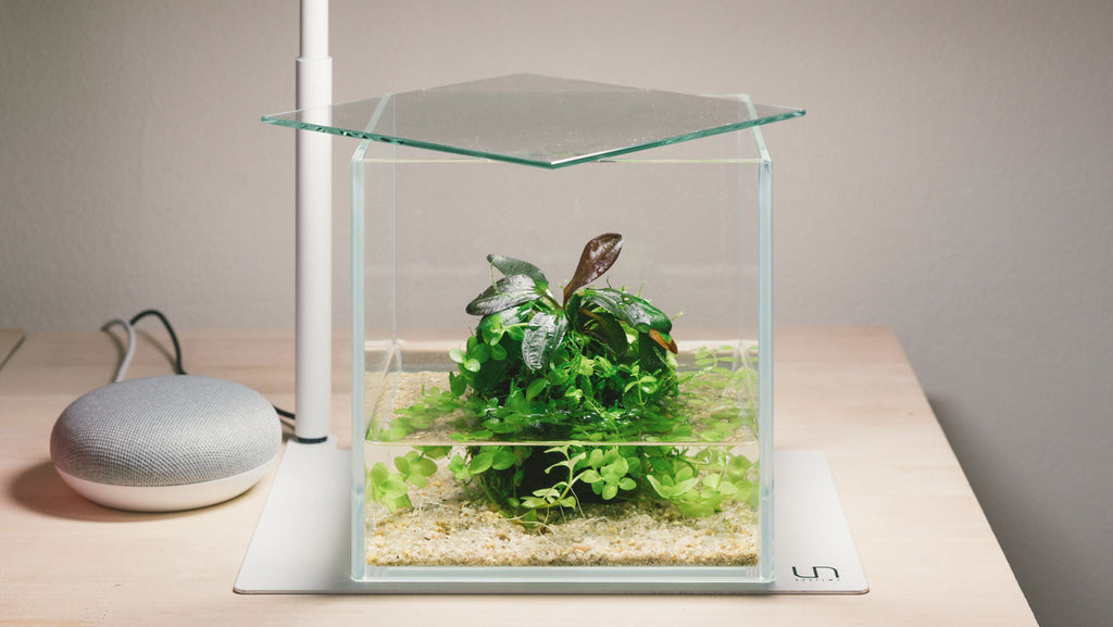 Wabi Kusa - Unique Plant Display | Shop Wabi Kusa Plants - Glass Aqua