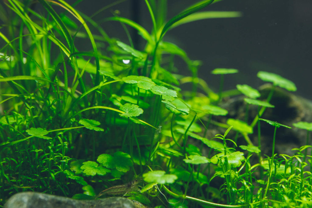 Midground Live Aquatic Plants For Planted Aquarium Tanks