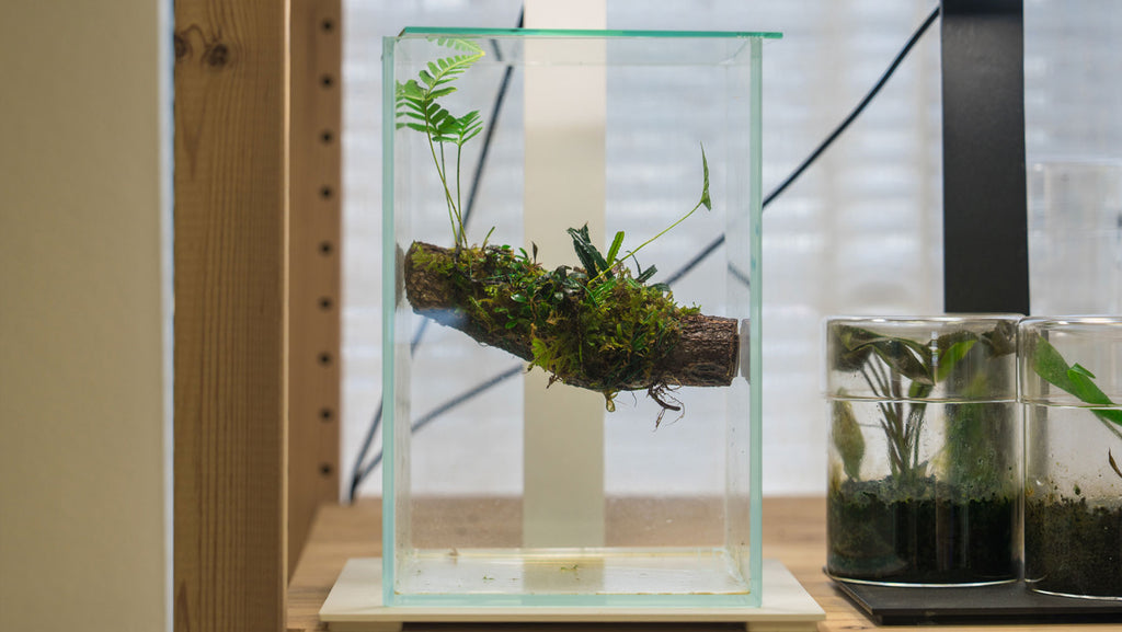 Shop Glass Aqua Plant Planters Vase Terrarium Cup