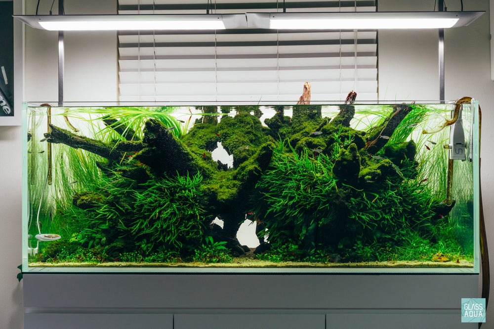 Planted Nature Aquarium Tank 68 Gallon ADA 120P