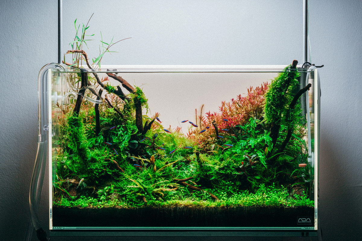 ADA 60-P Planted Nature Aquarium Tank