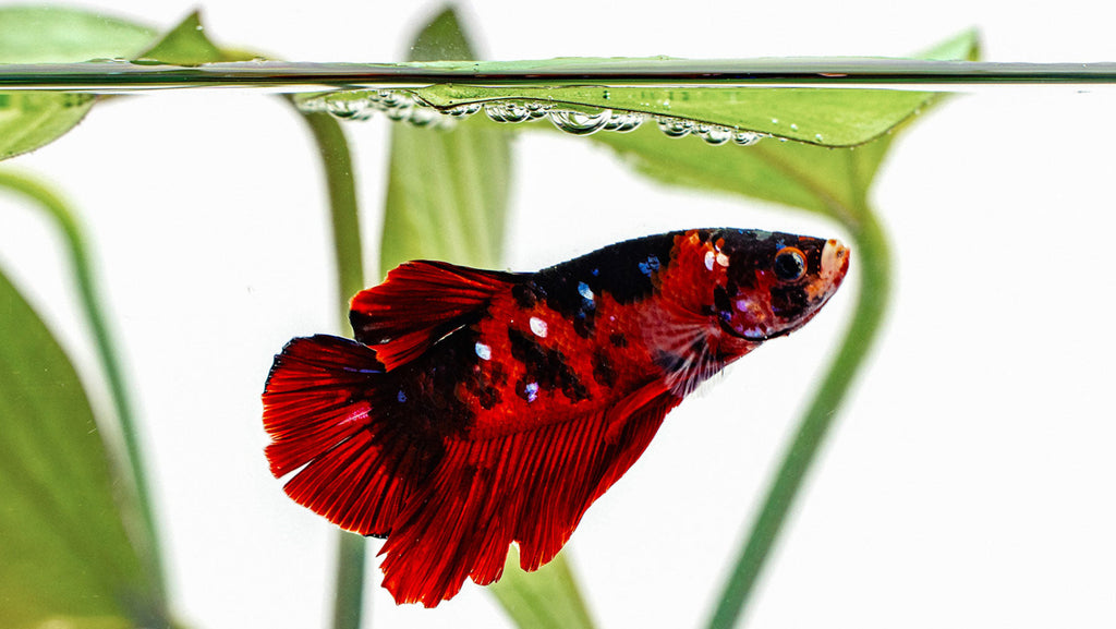 Shop Glass Aqua Betta Splendens Fish Aquarium Tanks