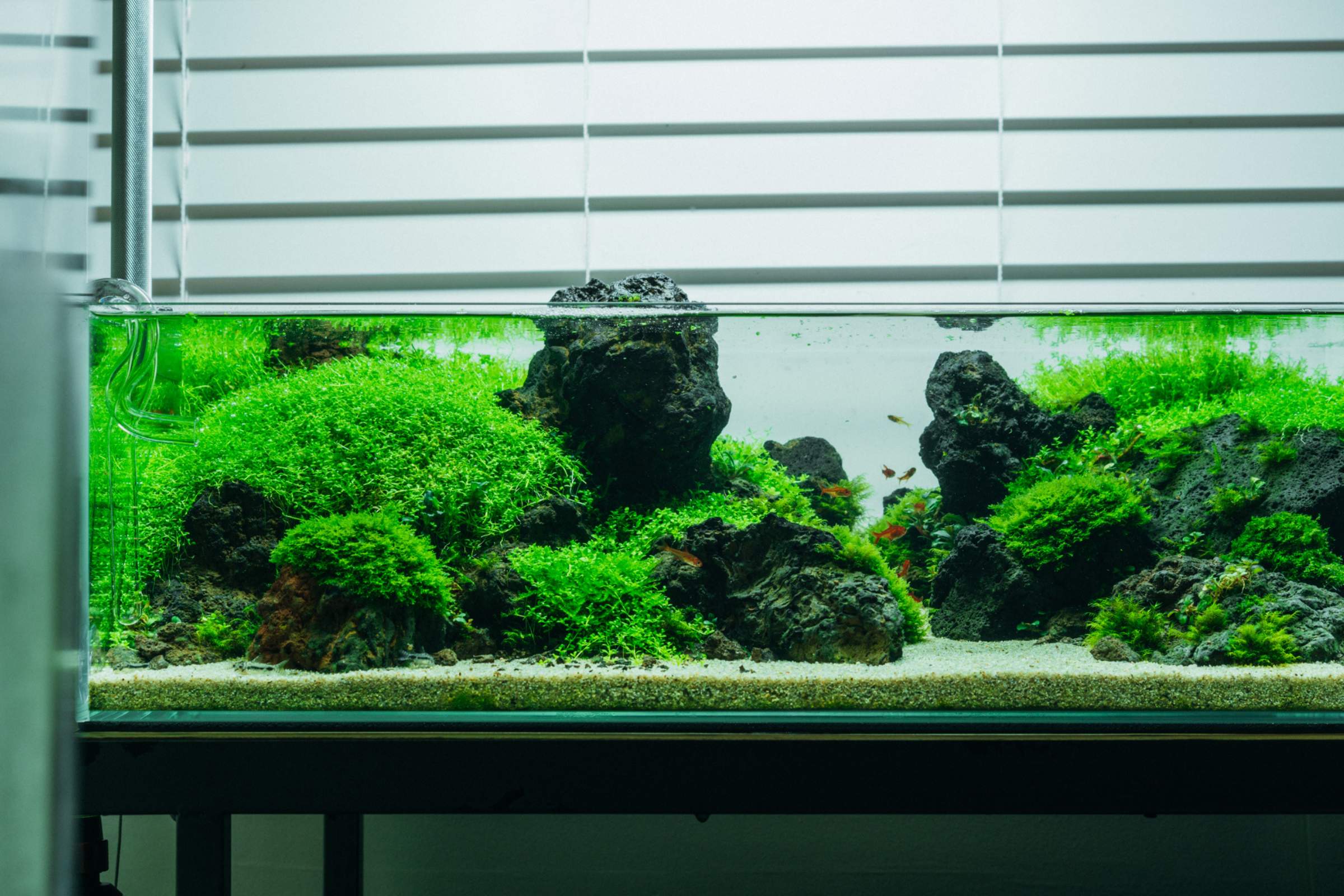 水草 Aridarum sp. Narrow Aridarum Narrow Aquarium Plant — Buce Plant