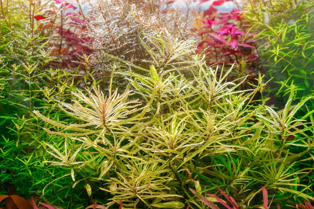 Advanced Live Aquatic Plants - Freshwater Aquarium Plants | Glass Aqua
