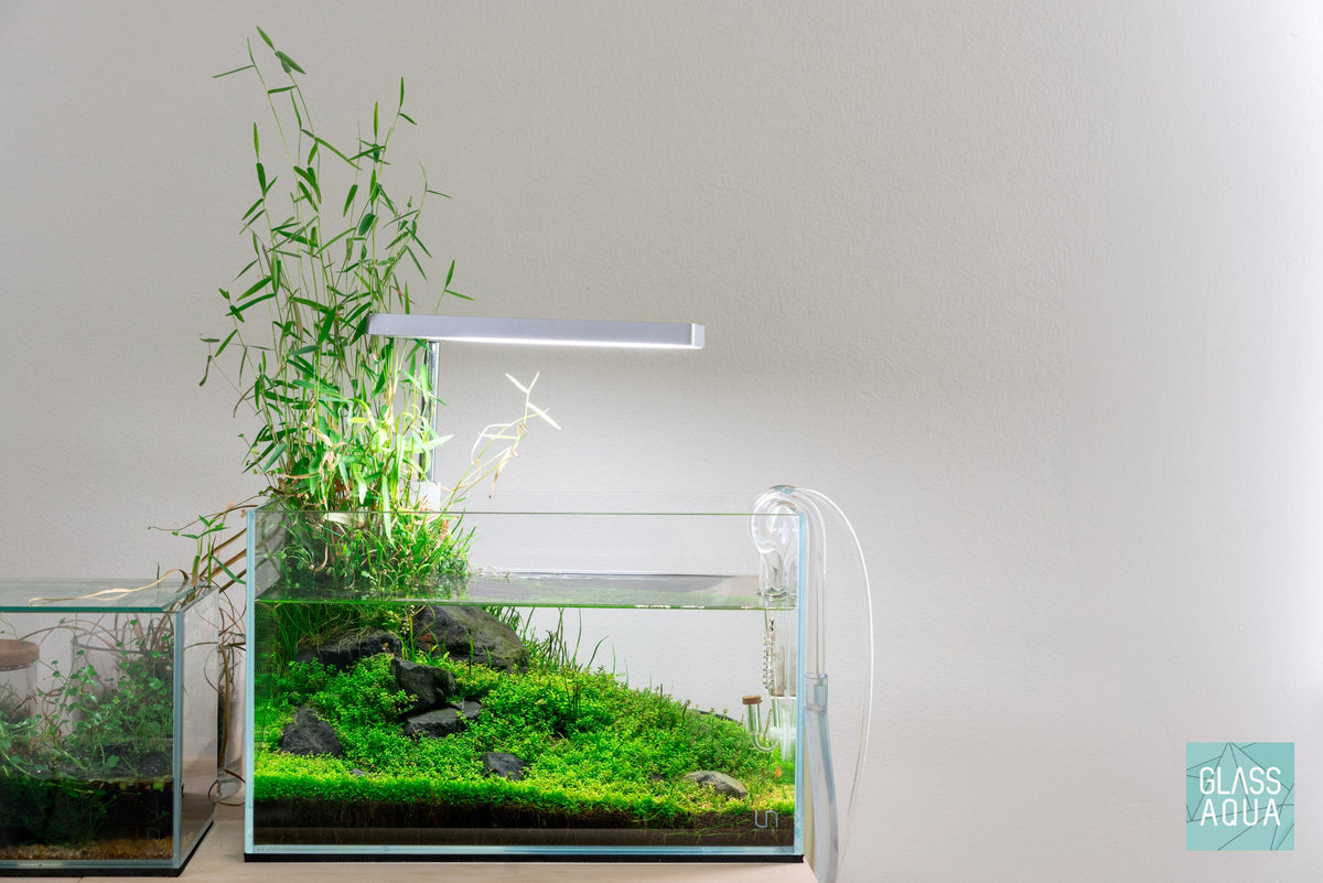 Ultum Nature Systems 5N Nano Planted Tank Aquarium Wabi Kusa Iwagumi