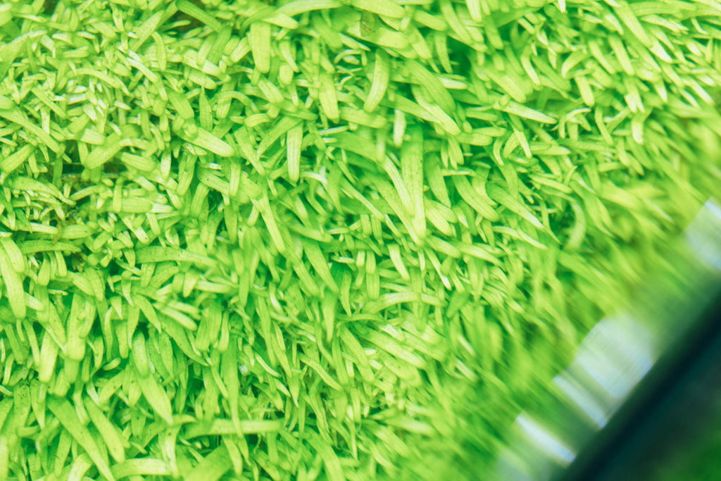 Foreground Live Aquatic Plants For Planted Aquarium Tanks