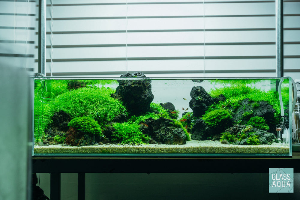 UNS 60S Shallow Iwagumi Aquascape