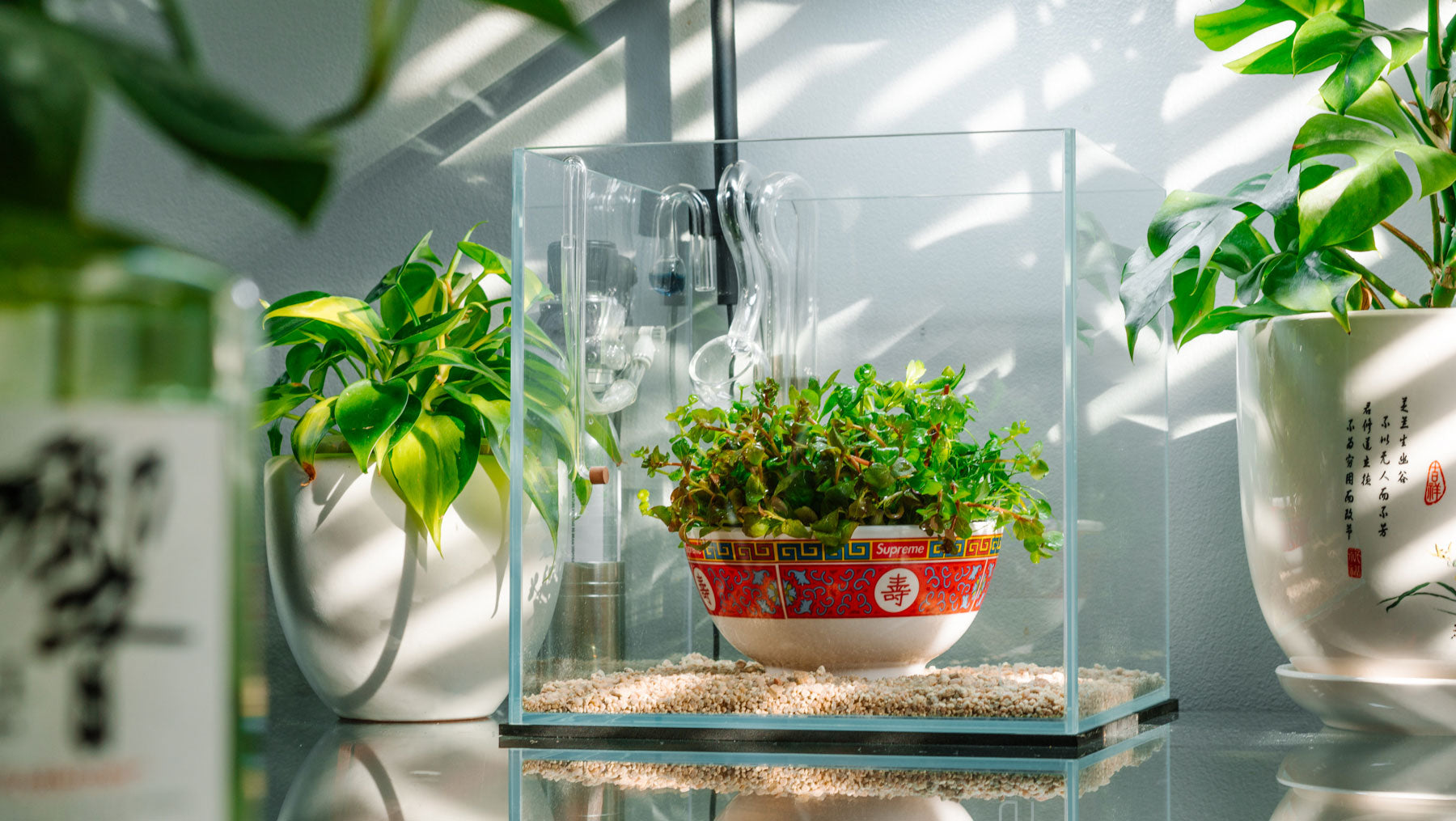 Glass Aqua Planted Aquarium Tank Inspiration - Shop The Look