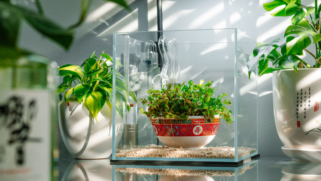 plant terrarium for sale Bio Cylinder Terrarium - DIY Terrarium Kit, Planters