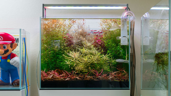 buy mario fish tank accessories Decorations, Small for Aquarium Decor Arrange each feature for the perfect look and display your creation in the home or workplace for all to enjoy.This home decor aquarium comes with fun functions Making A Kirby Themed Fish
