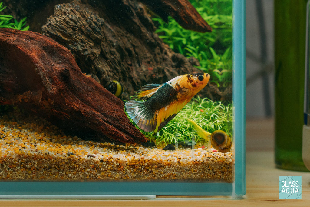 fish tank accessories online shopping Aquarium Decorations Set, Decor with Artificial Plants and Resin Ornaments, Betta Fish Tank for Small Tanks, Soft Safe Plastic Plants with Hideout Cave Dcor(Ornaments set #2) Never lift an aquarium with wet hands Greenjoy Fish Tank Accessories Aquarium