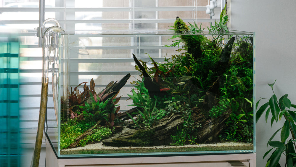 Shop Glass Aqua Rimless Rimless Glass Aquarium Tank