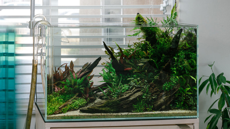 Shop Glass Aqua Rimless Rimless Glass Aquarium Tank