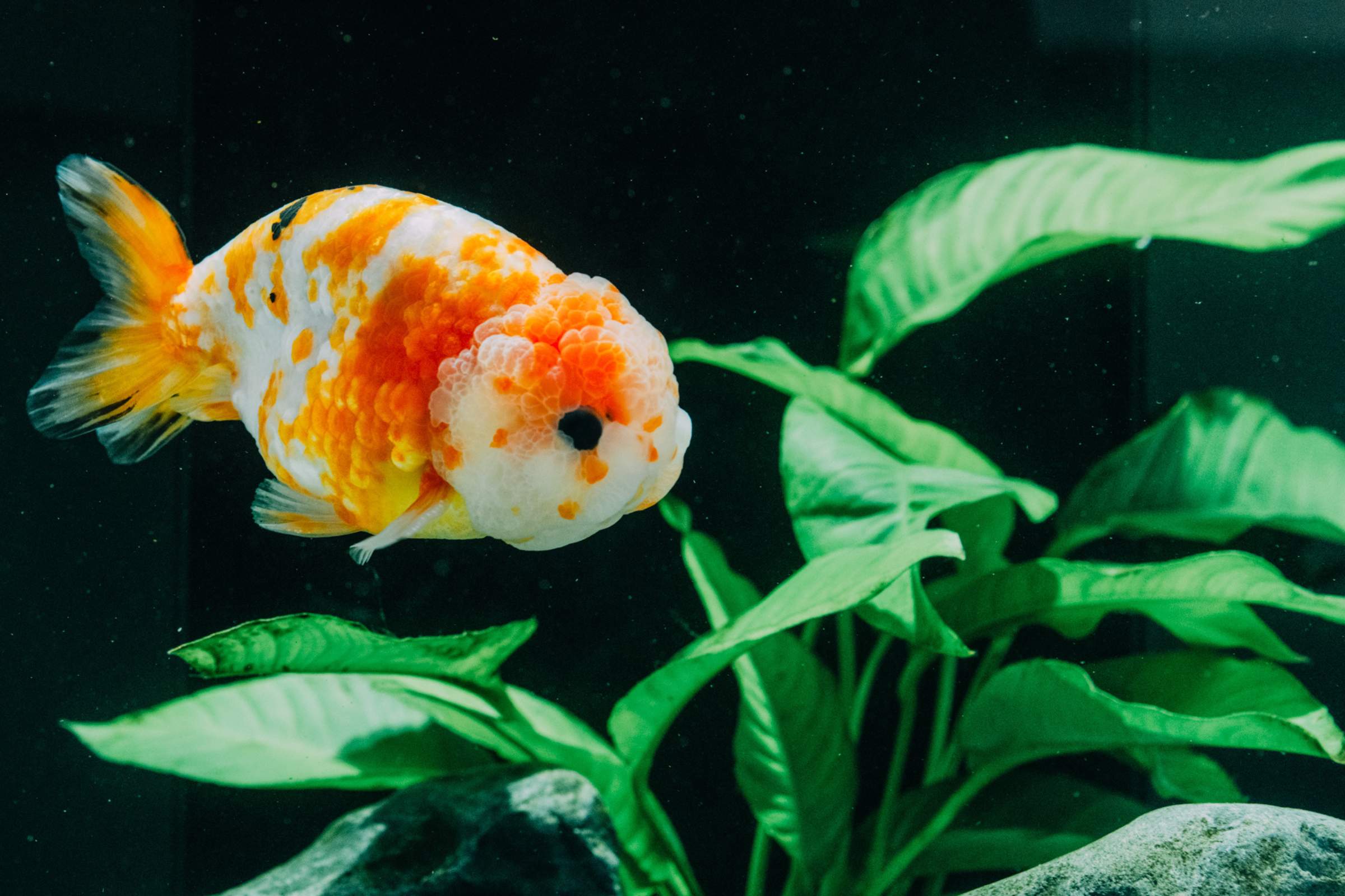Bucephalandra Variegated Marble - Live Buce | Glass Aqua