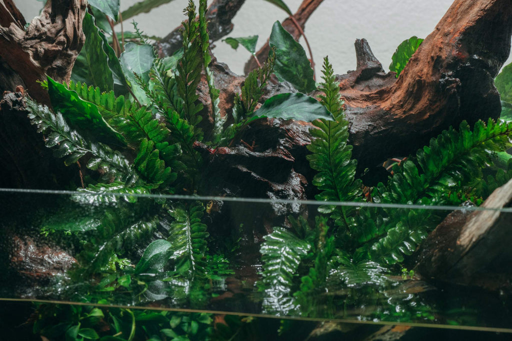 Rare and Exotic Aquatic Plants