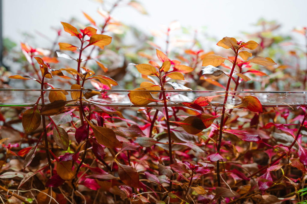 Red Aquatic Plants