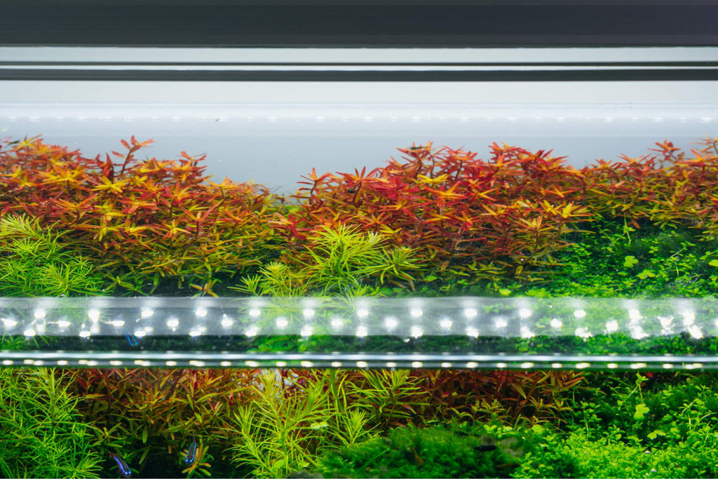 Background Aquatic Plants