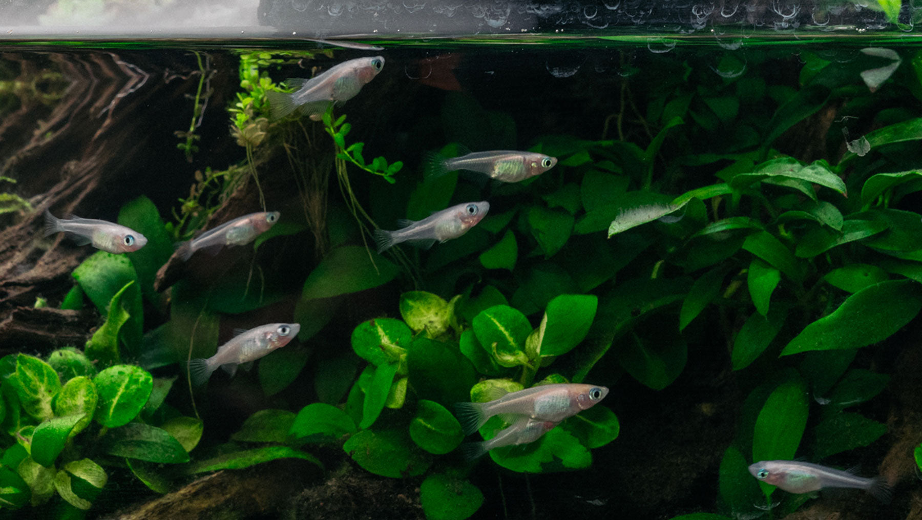 Freshwater Planted Tank Fish & Shrimp | Glass Aqua
