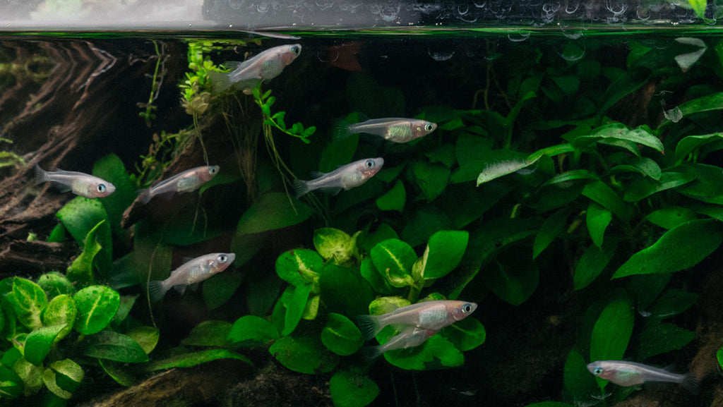 Freshwater Planted Tank Fish & Shrimp | Shop Livestock - Glass Aqua