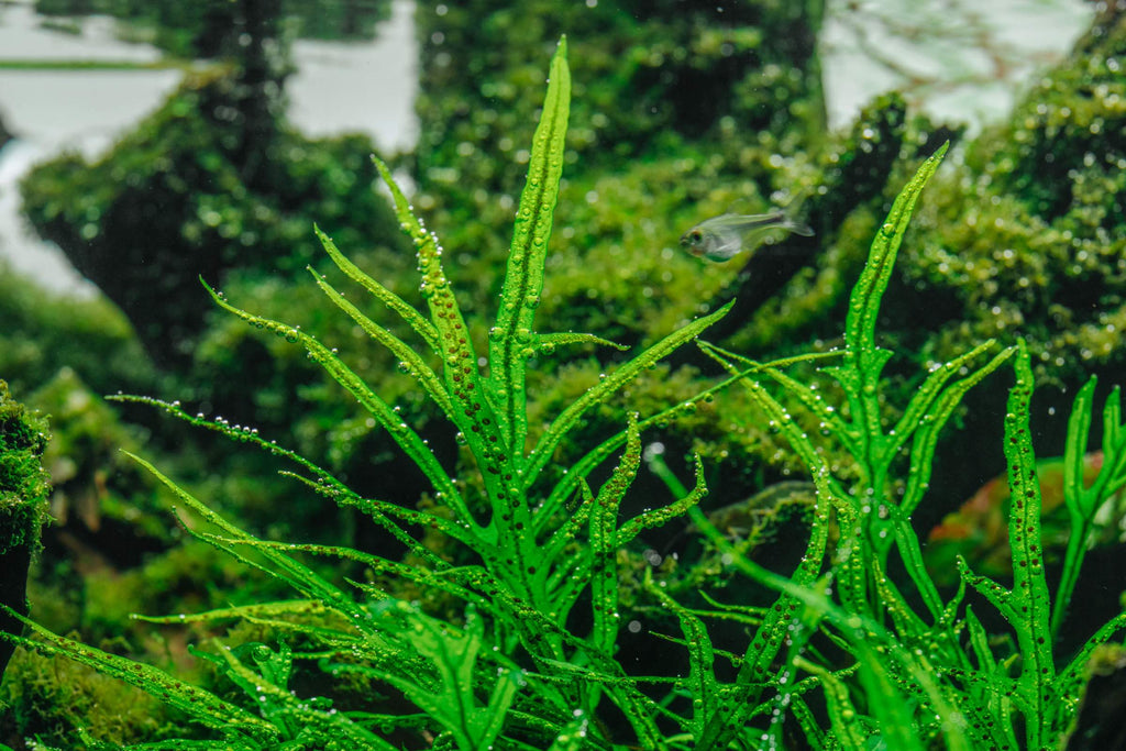 Java Fern & Fern Plants