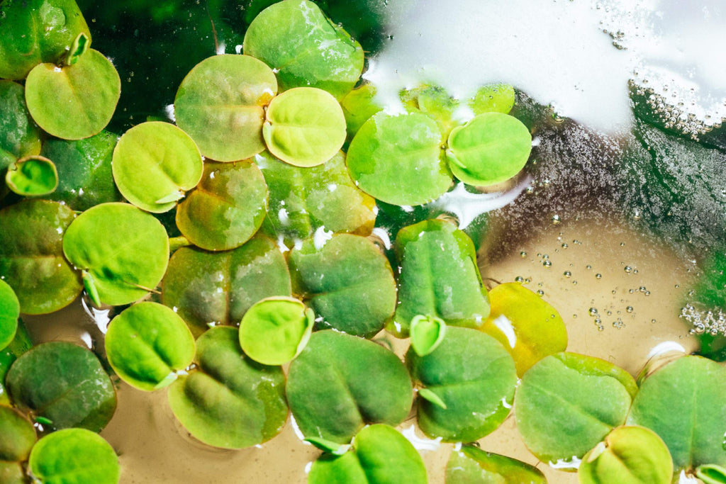 Aquarium Lily and Floating Plants
