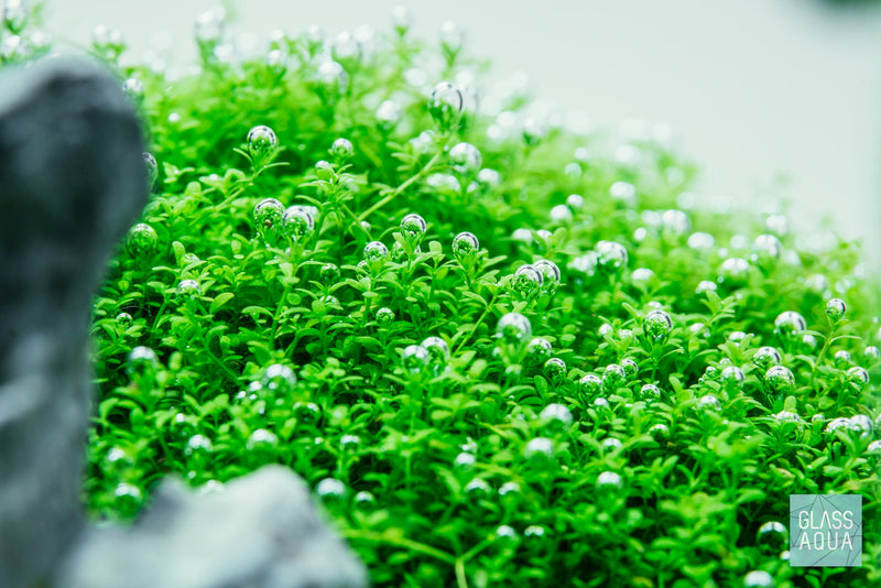 Hemianthus Callitrichoides 'Cuba' pearling with CO2 Injection