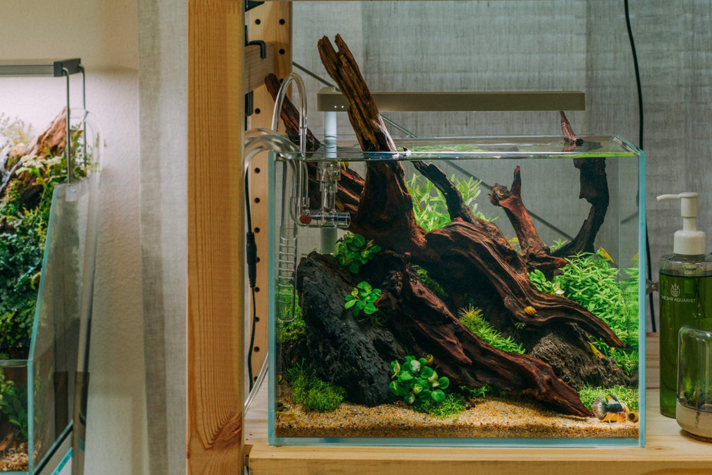 Aquarium Lily Pipes