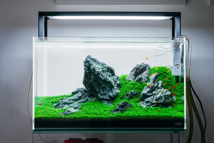 Ultum Nature Systems Rimless Long Glass Aquarium Tank