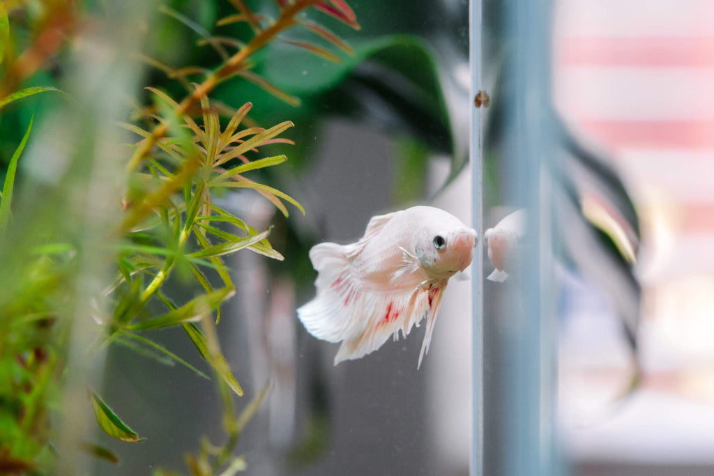 Fish Medication
