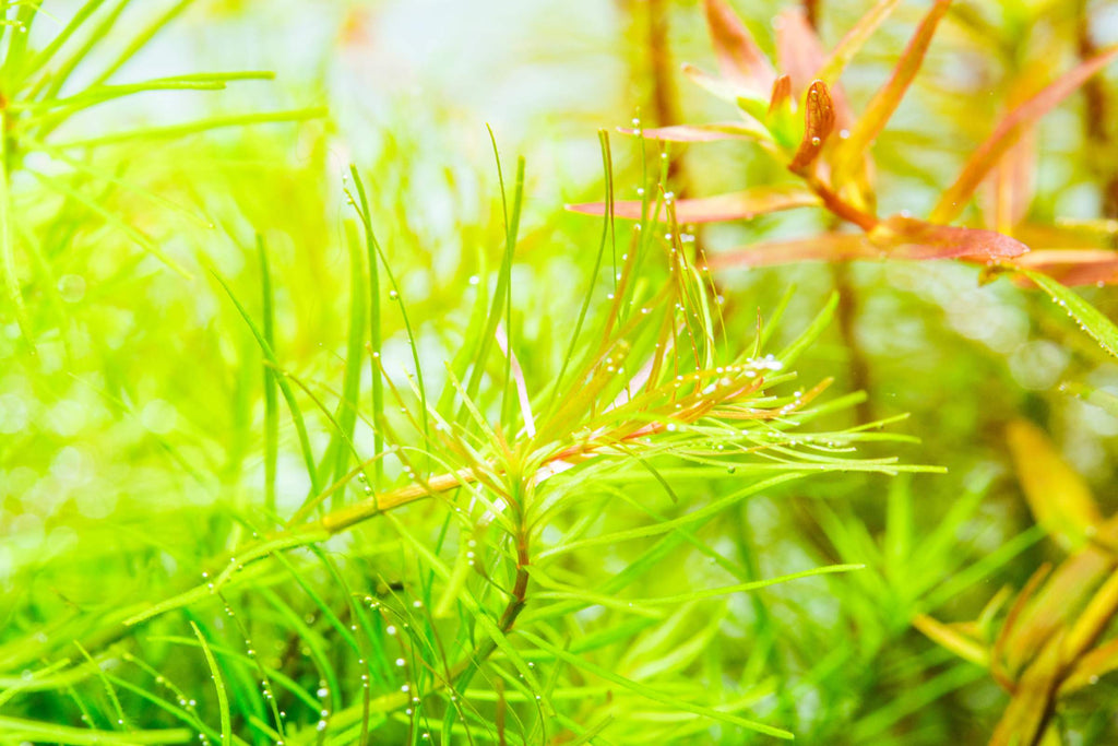 Aquarium Plant Fertilizer