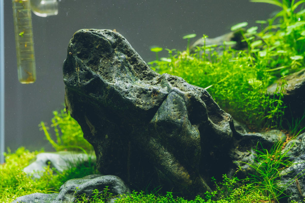 Aquarium Pest Control
