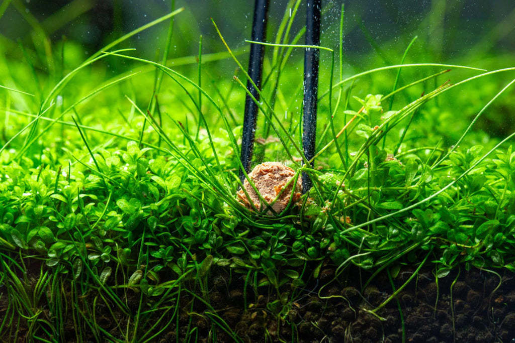 Planted Tank Substrate Additives & Root Tabs