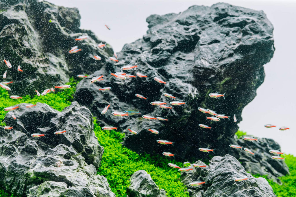 Aquarium Water Conditioner