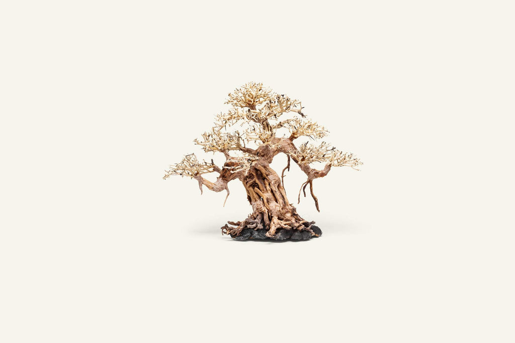 small aquarium bonsai tree Ultum Nature Systems Bonsai Wood, Scaping, Planted Tanks
