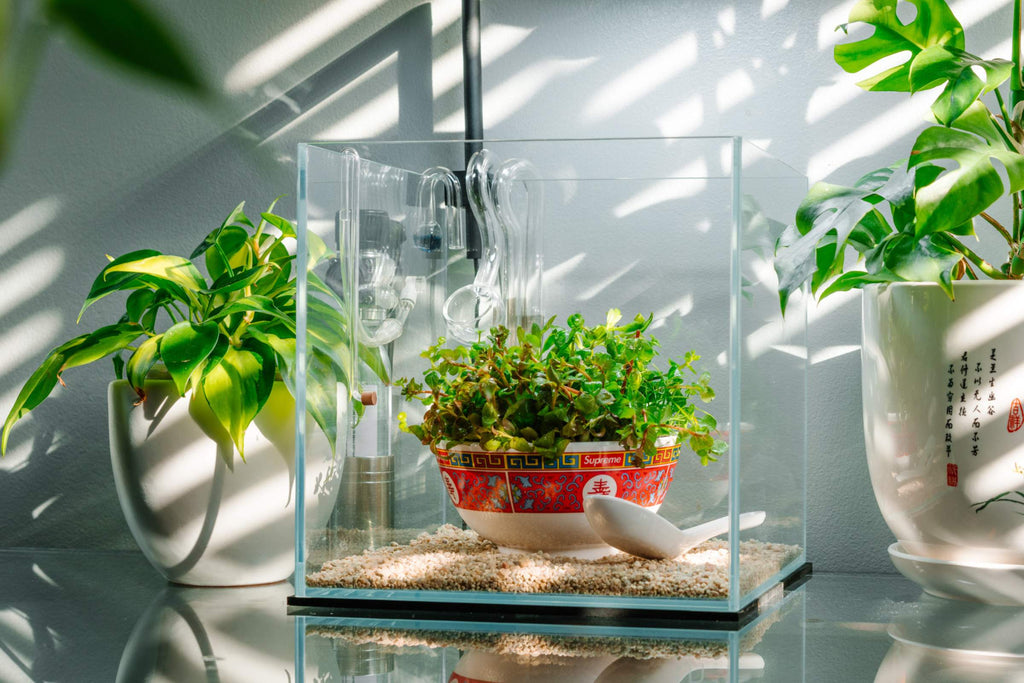 Cube Rimless Glass Aquariums