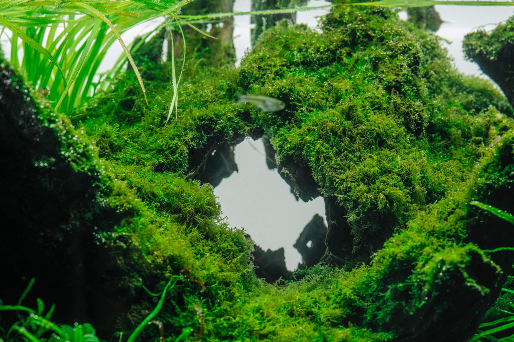 Live Aquatic Moss