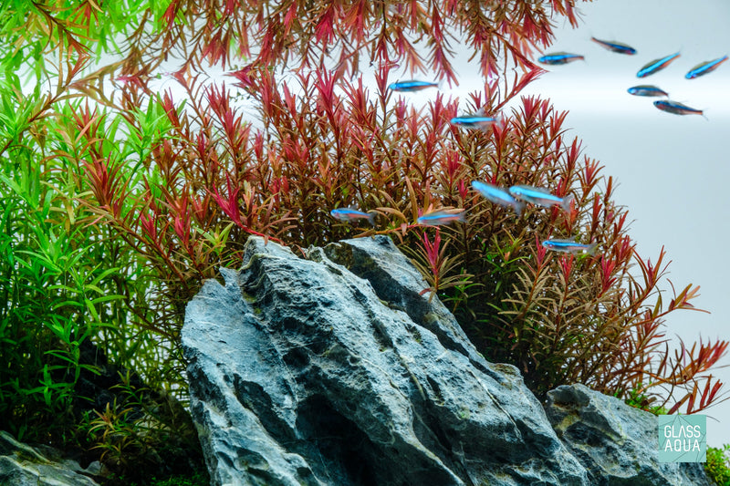 Glass Aqua Planted Aquarium and Aquascaping Supply Restock