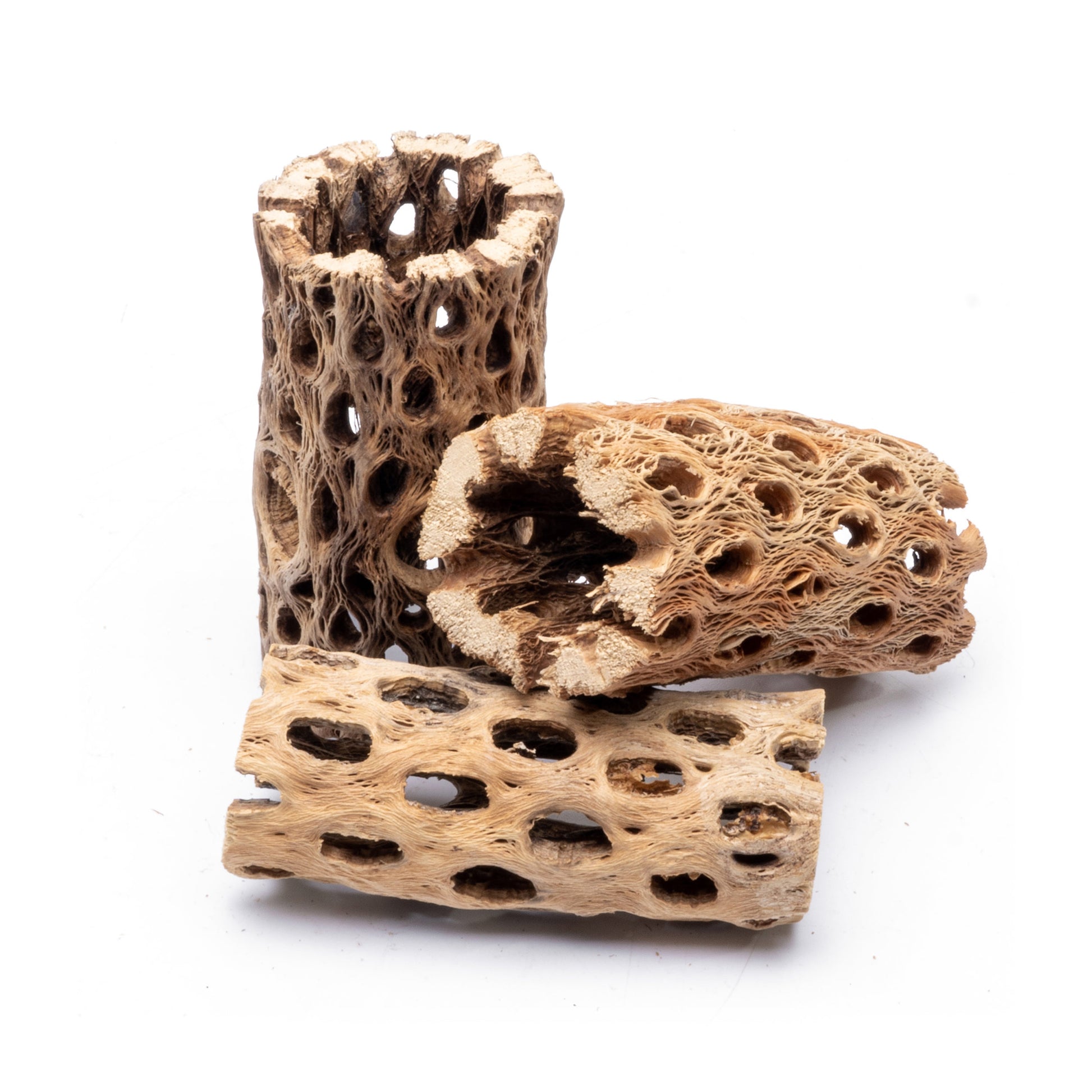 Cholla - Chain Fruit Driftwood - 4 Inch