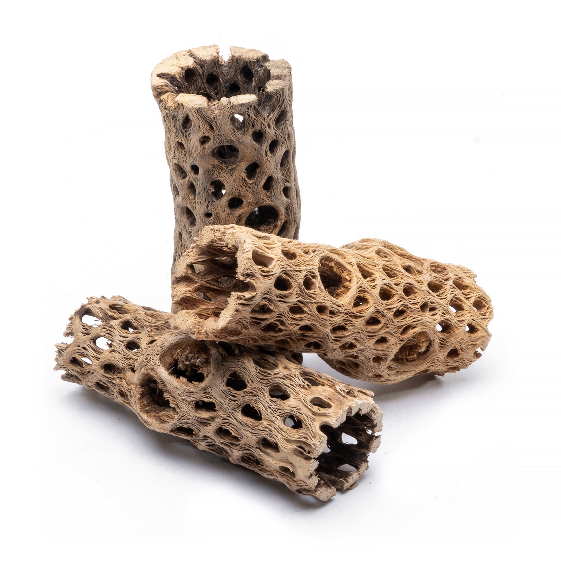 Cholla - Chain Fruit Driftwood - 6 Inch - Glass Aqua