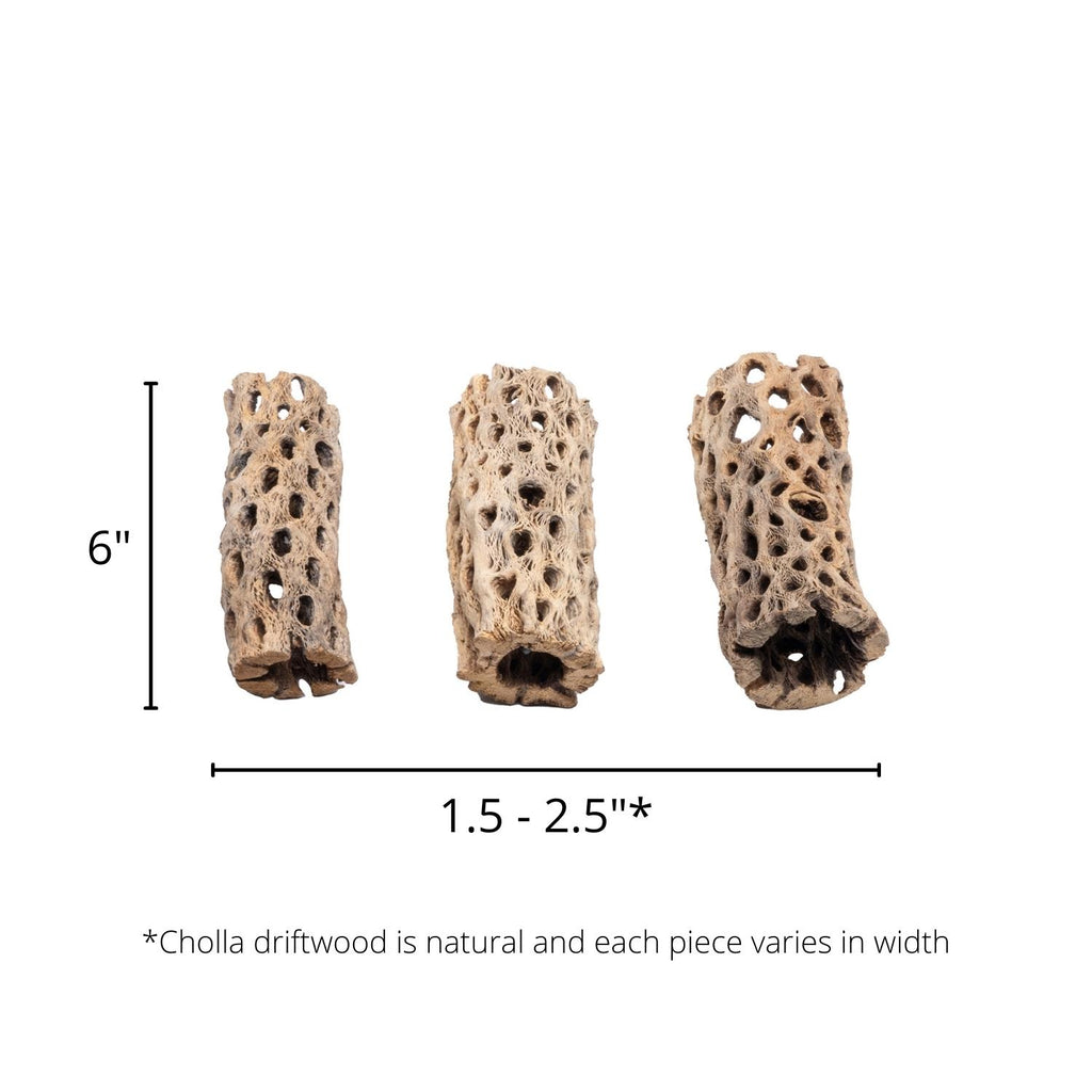 Cholla - Chain Fruit Driftwood - 6 Inch - Glass Aqua