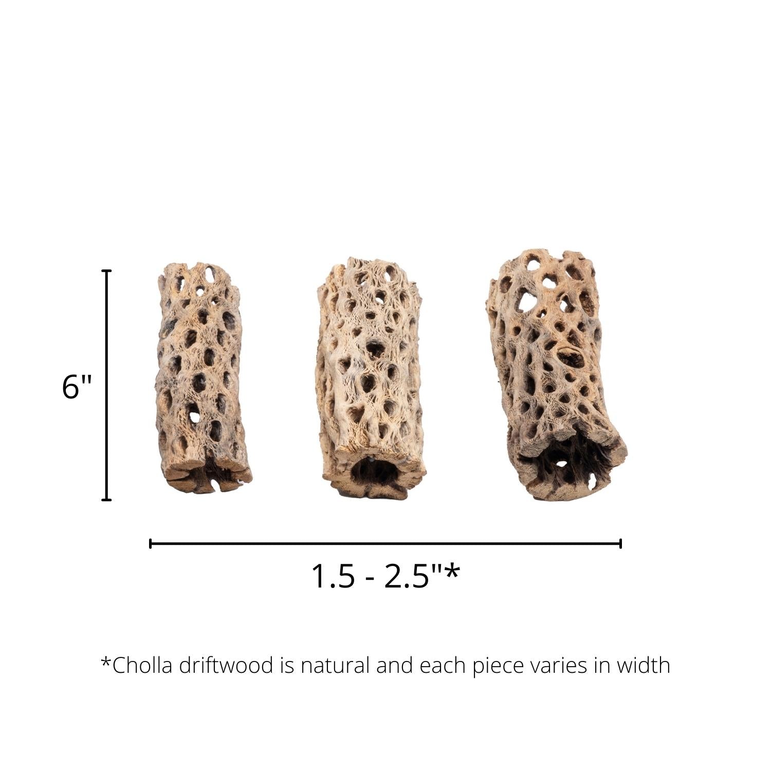 Cholla - Chain Fruit Driftwood - 6 Inch - Glass Aqua