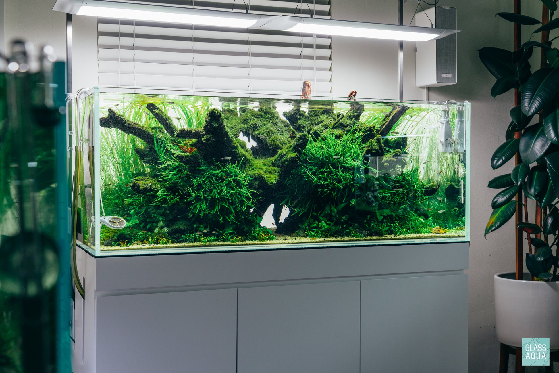 Shop Planted Aquarium Malaysian Driftwood Hardscape - Glass Aqua