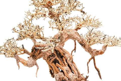 Ultum Nature Systems UNS Bonsai Tree Driftwood Aquarium Hardscape Wood 015