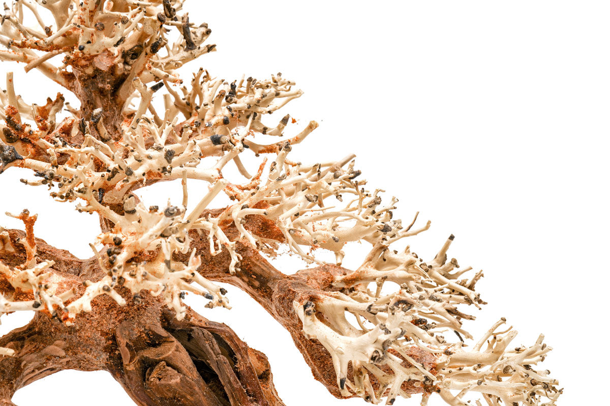 Ultum Nature Systems UNS Bonsai Tree Driftwood Aquarium Hardscape Wood 015