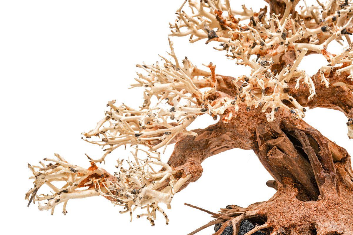 Ultum Nature Systems UNS Bonsai Tree Driftwood Aquarium Hardscape Wood 015