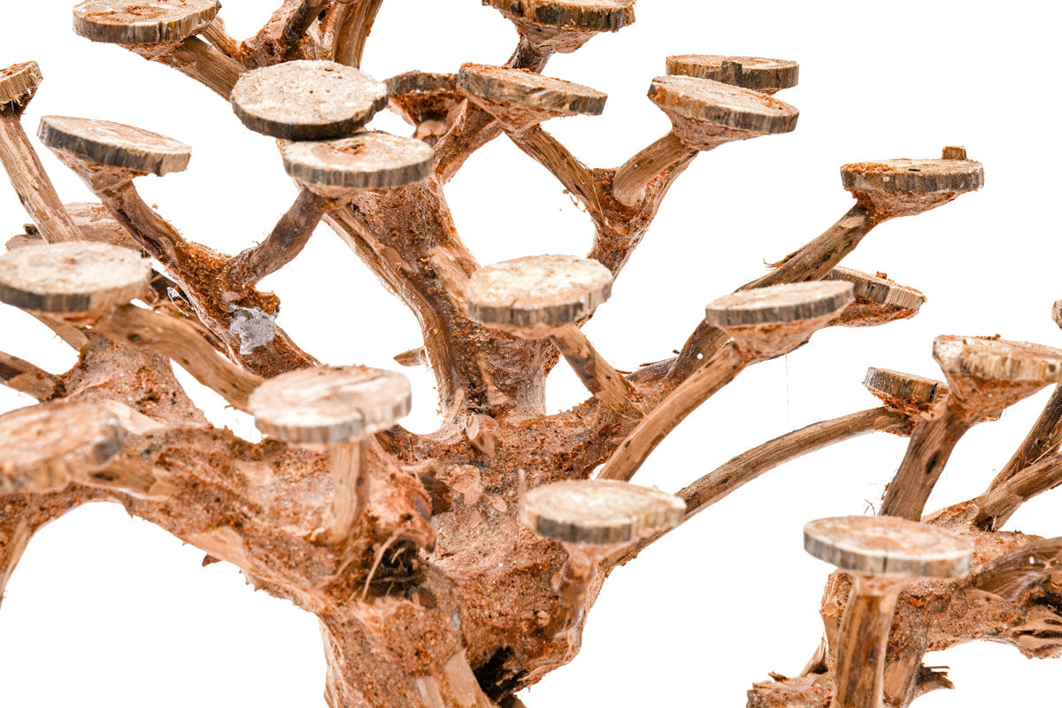 Ultum Nature Systems UNS Bonsai Tree Driftwood Aquarium Hardscape Wood 016