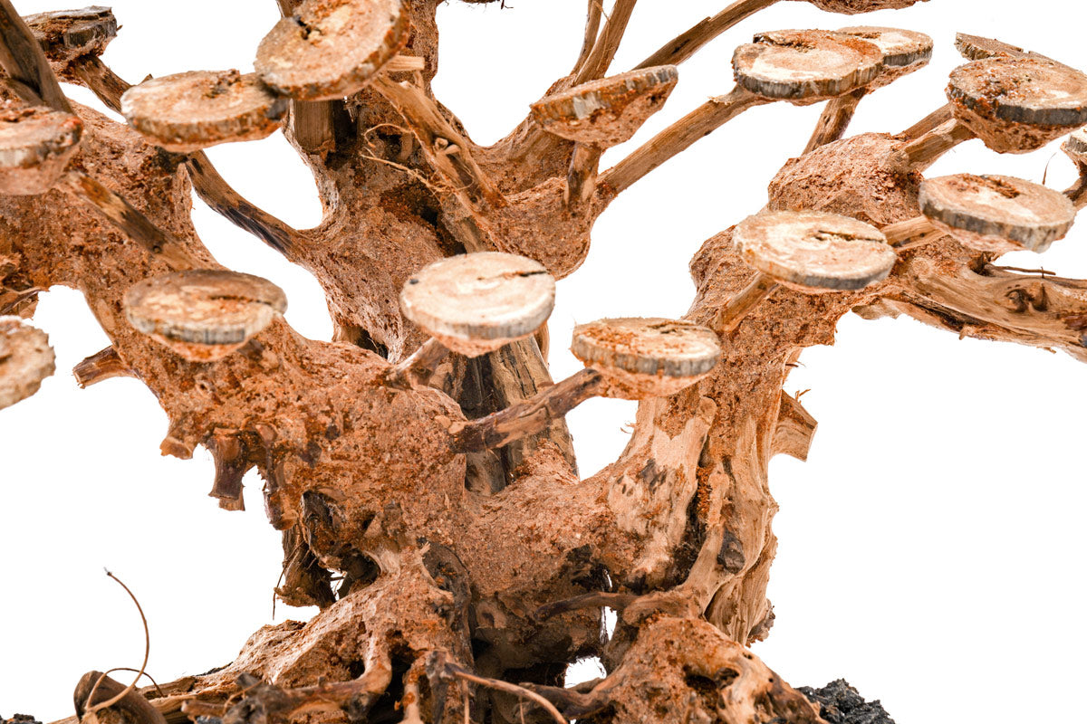 Ultum Nature Systems UNS Bonsai Tree Driftwood Aquarium Hardscape Wood 016