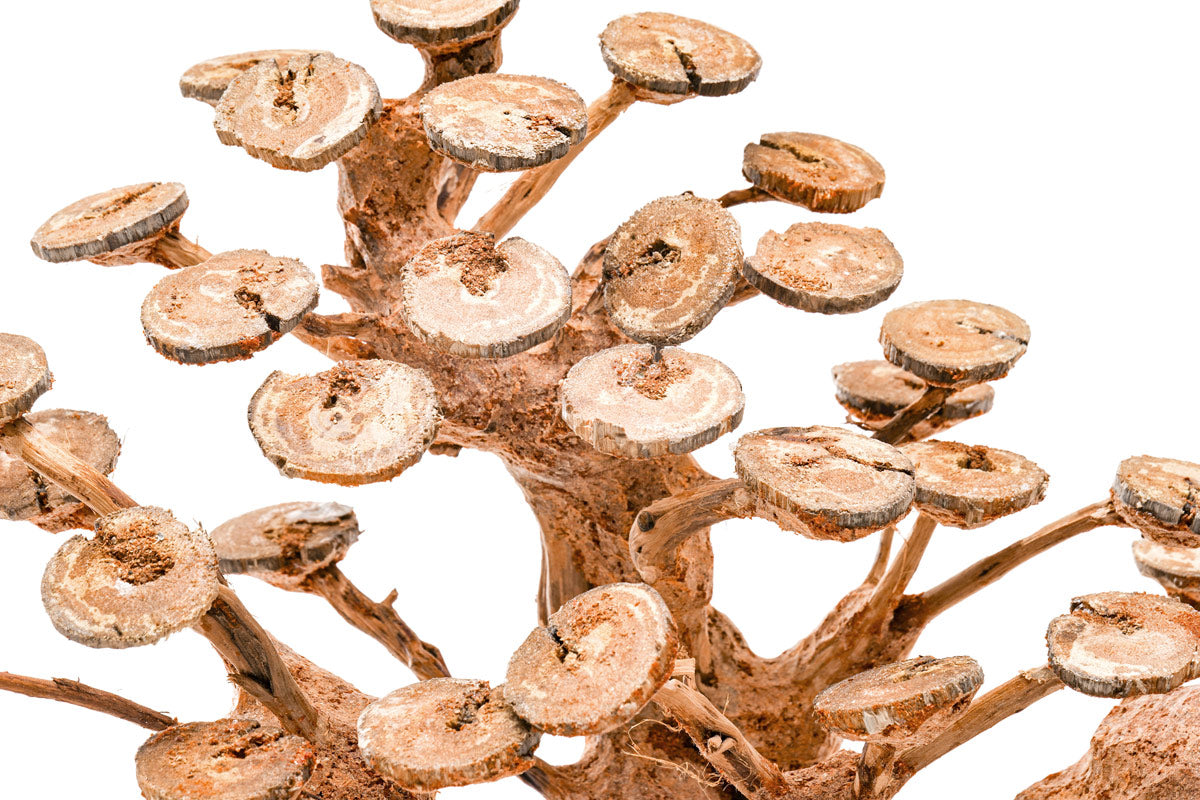 Ultum Nature Systems UNS Bonsai Tree Driftwood Aquarium Hardscape Wood 016