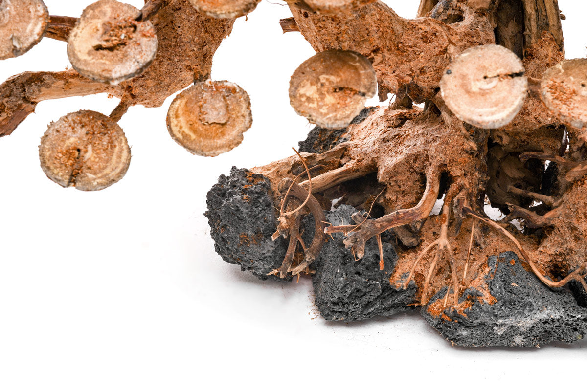 Ultum Nature Systems UNS Bonsai Tree Driftwood Aquarium Hardscape Wood 016