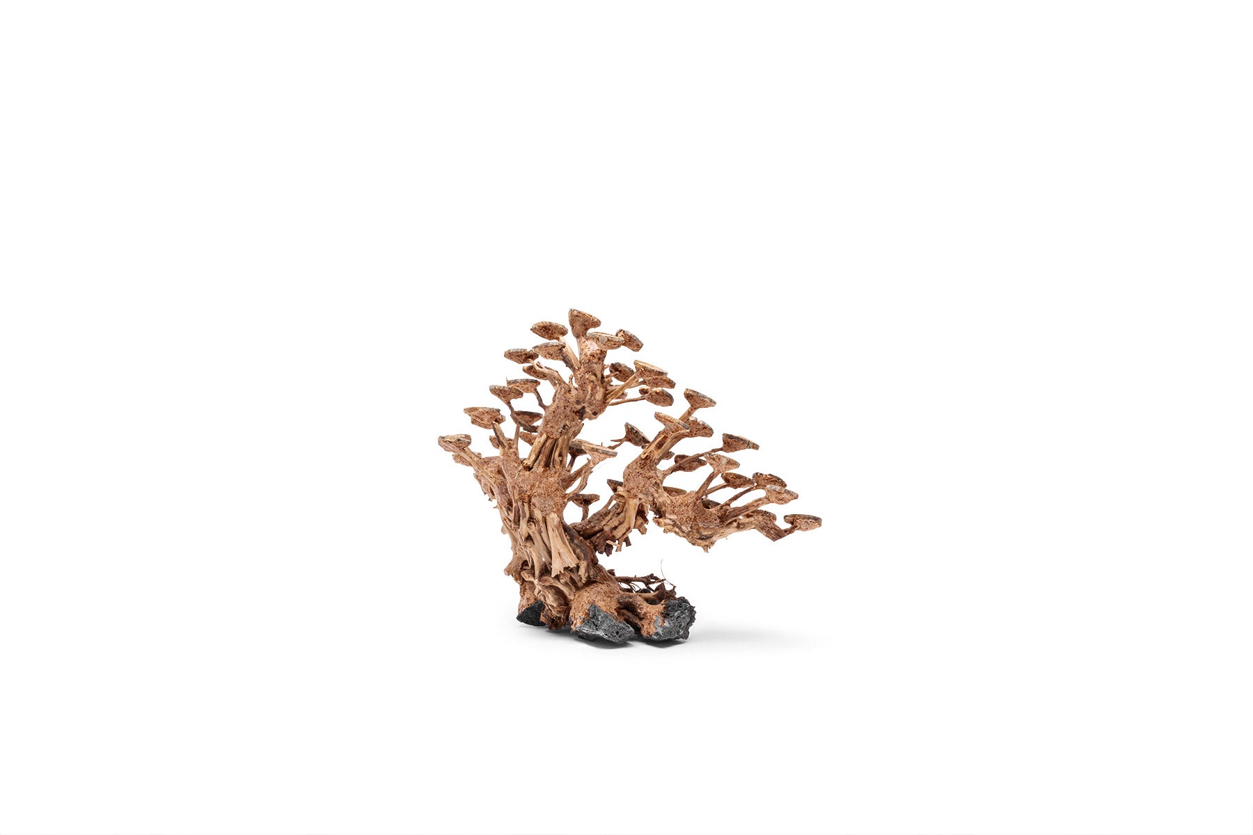 Ultum Nature Systems UNS Bonsai Tree Driftwood Aquarium Hardscape Wood 016